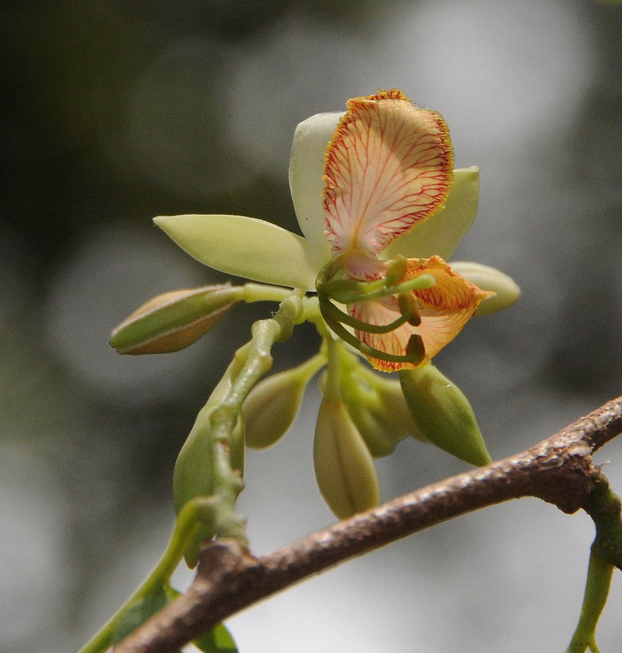 Tamarinde 6