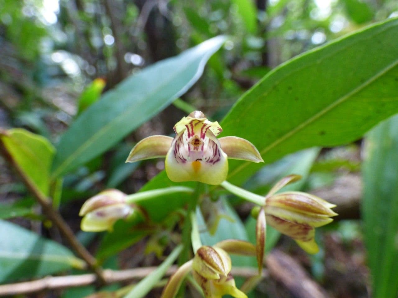 Eulophia 4