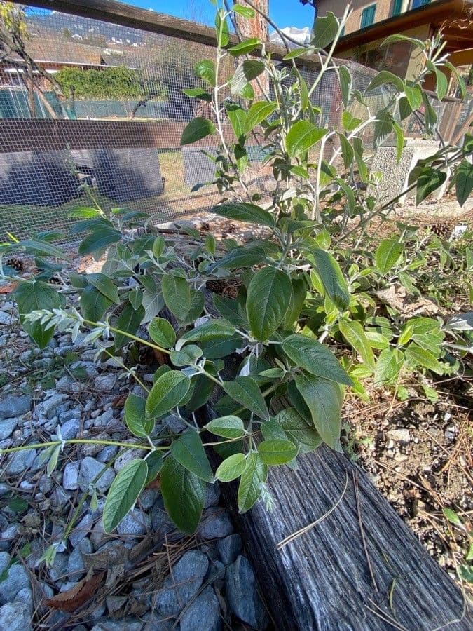 Salvia 8