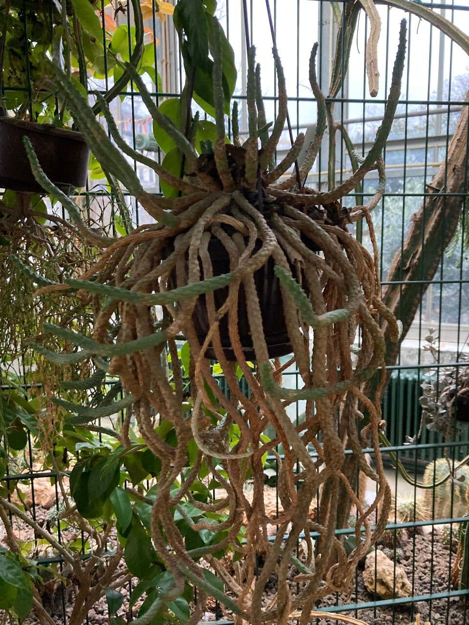 Cabeza de Medusa 9