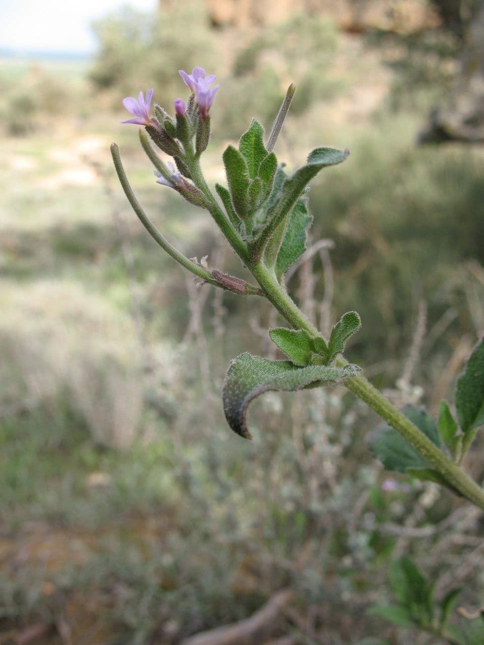 Malcolmia africana