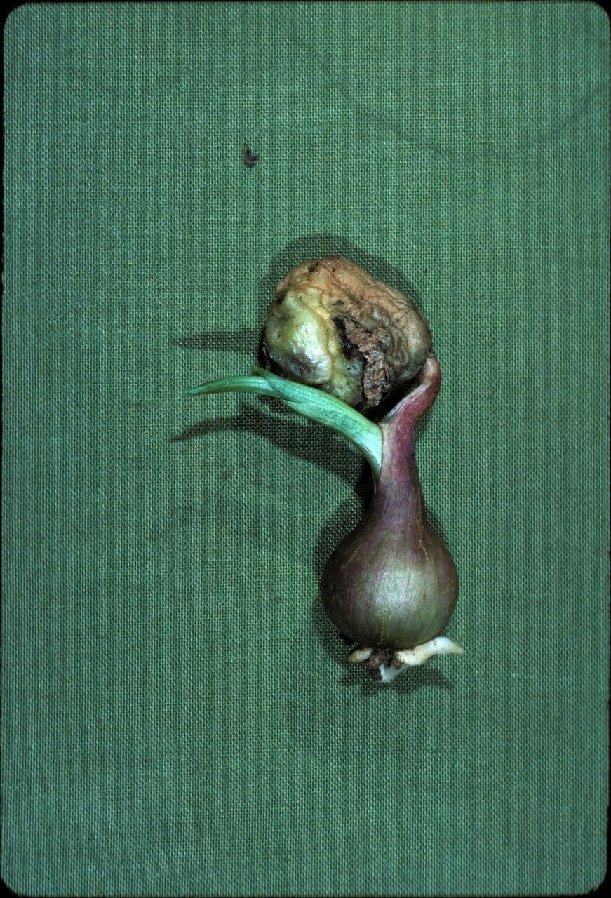 Ammocharis 2