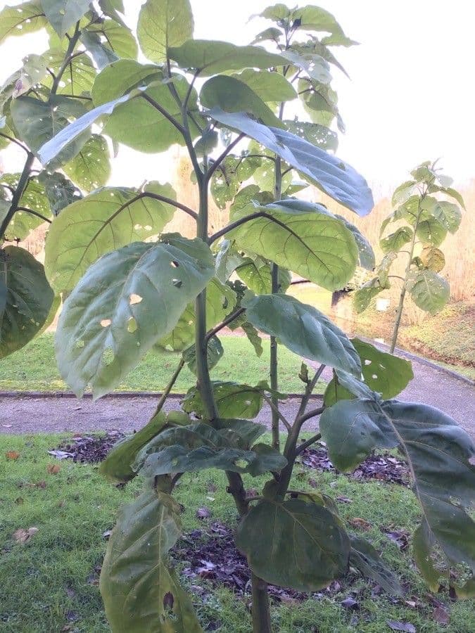 Baumtomate 13