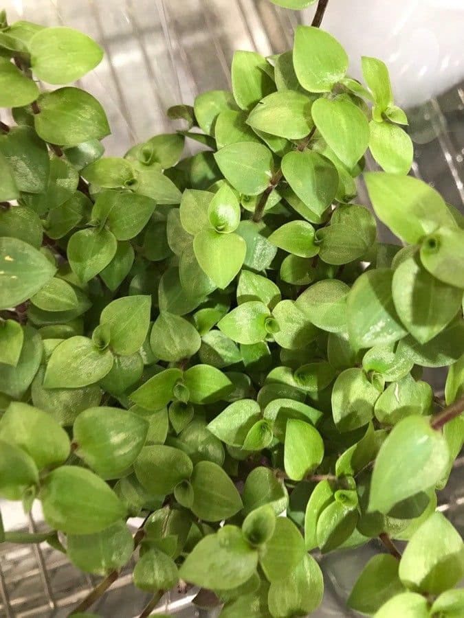 Callisia repens 16