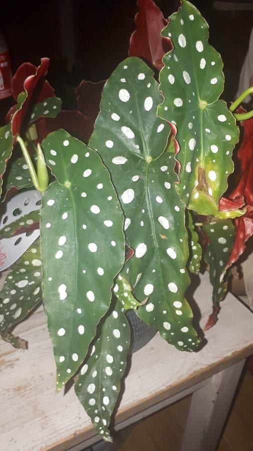 Begonia 10