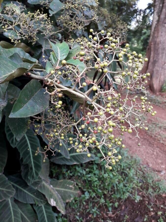 Madagaskar-Harungana