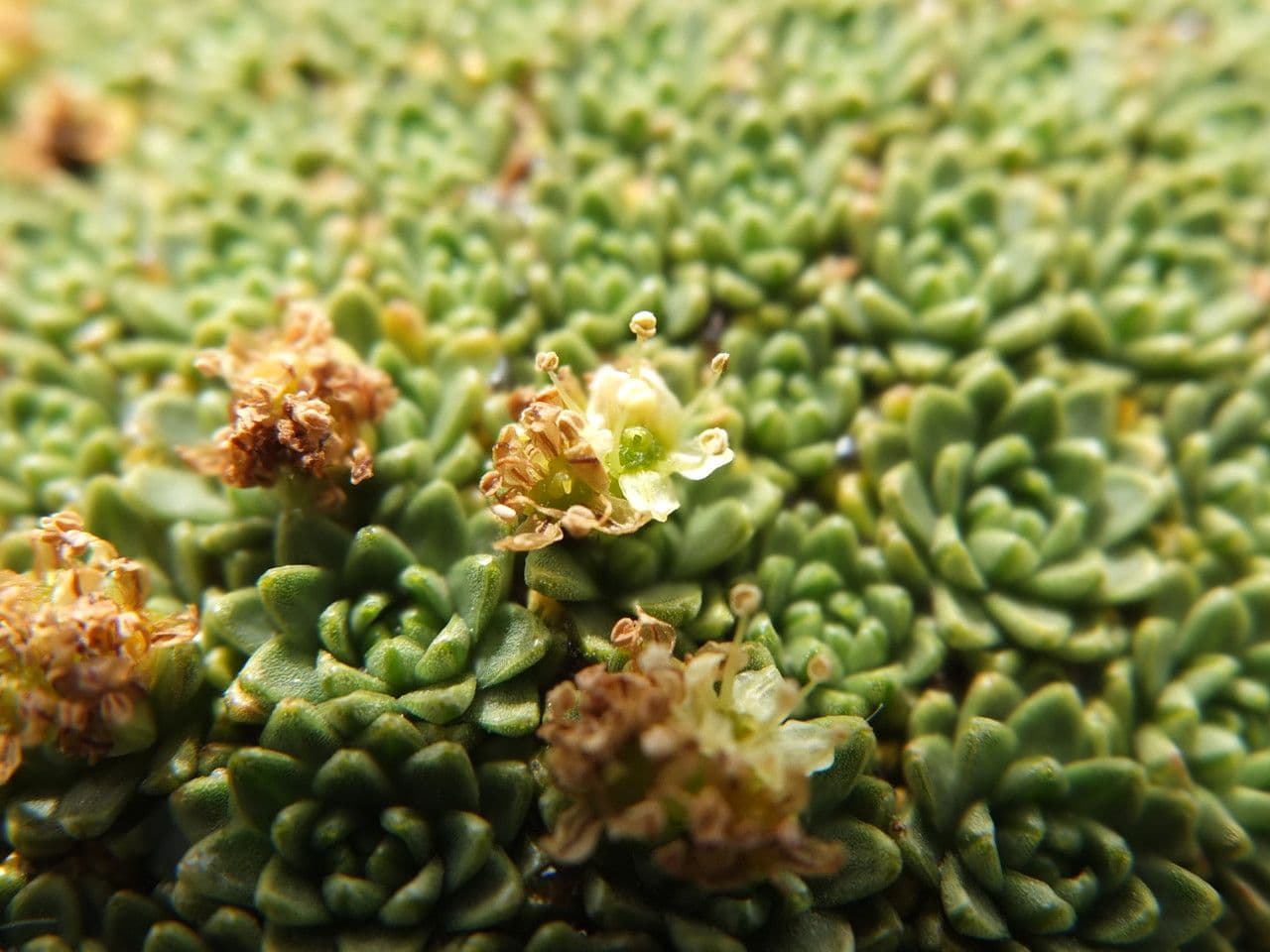Azorella 6