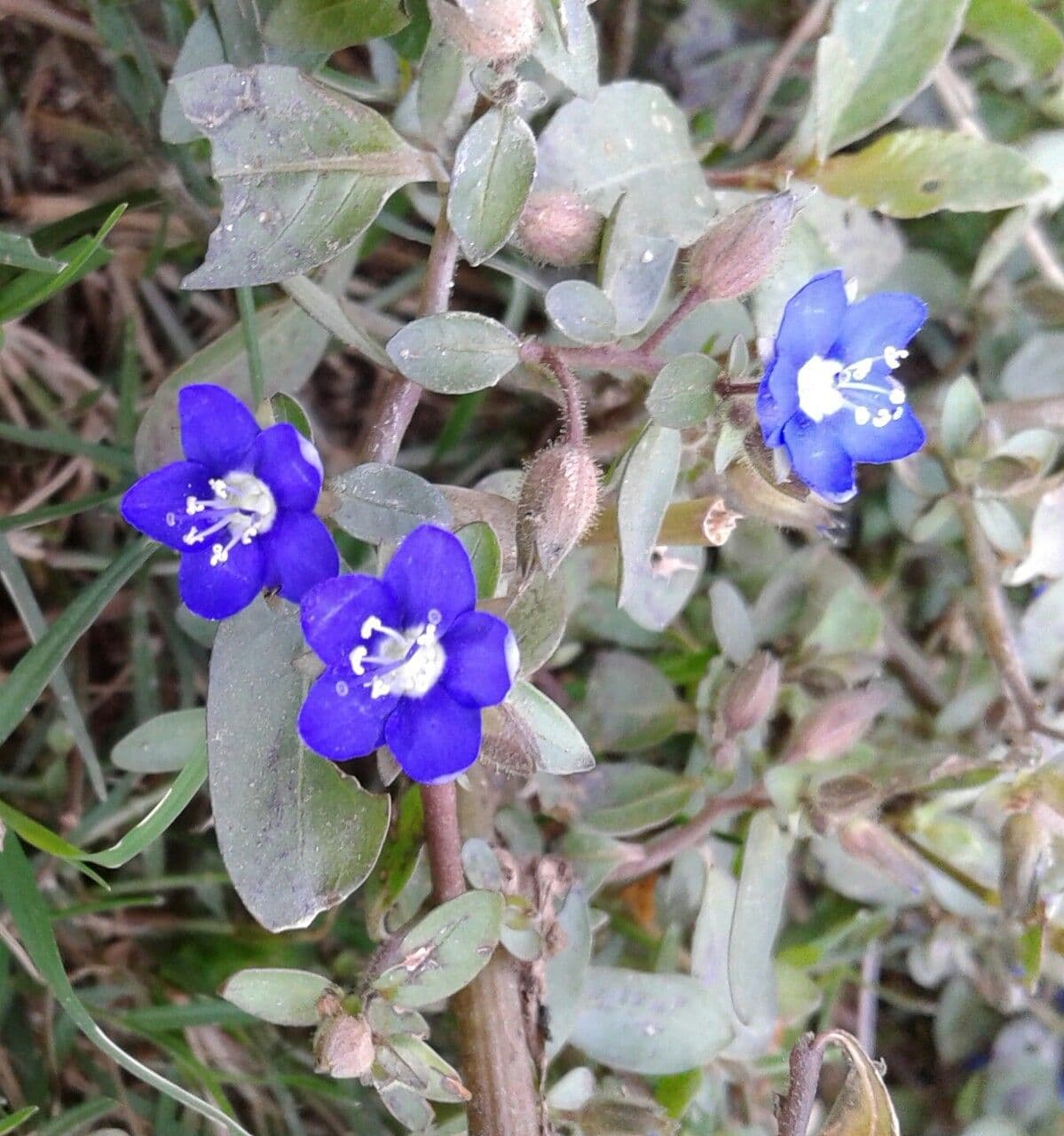 Hydrolea 11