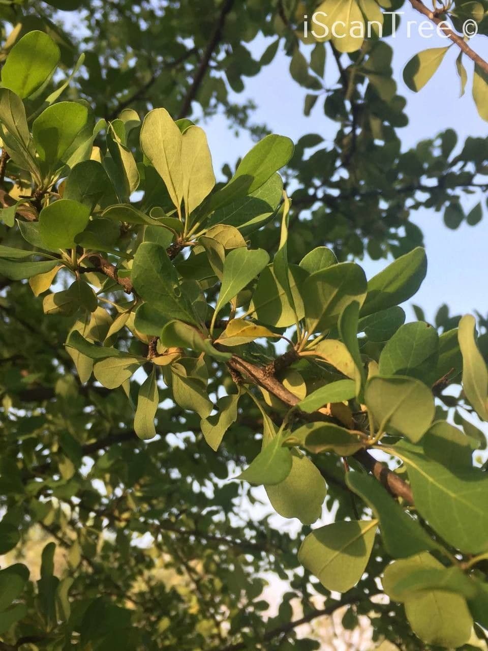 Terminalia 9