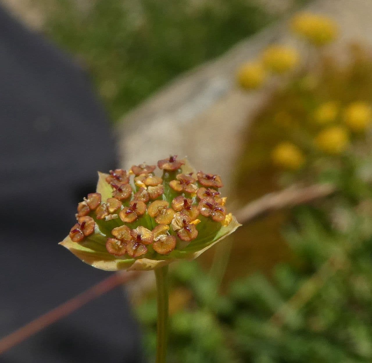 Bupleuro ranuncoloide 3
