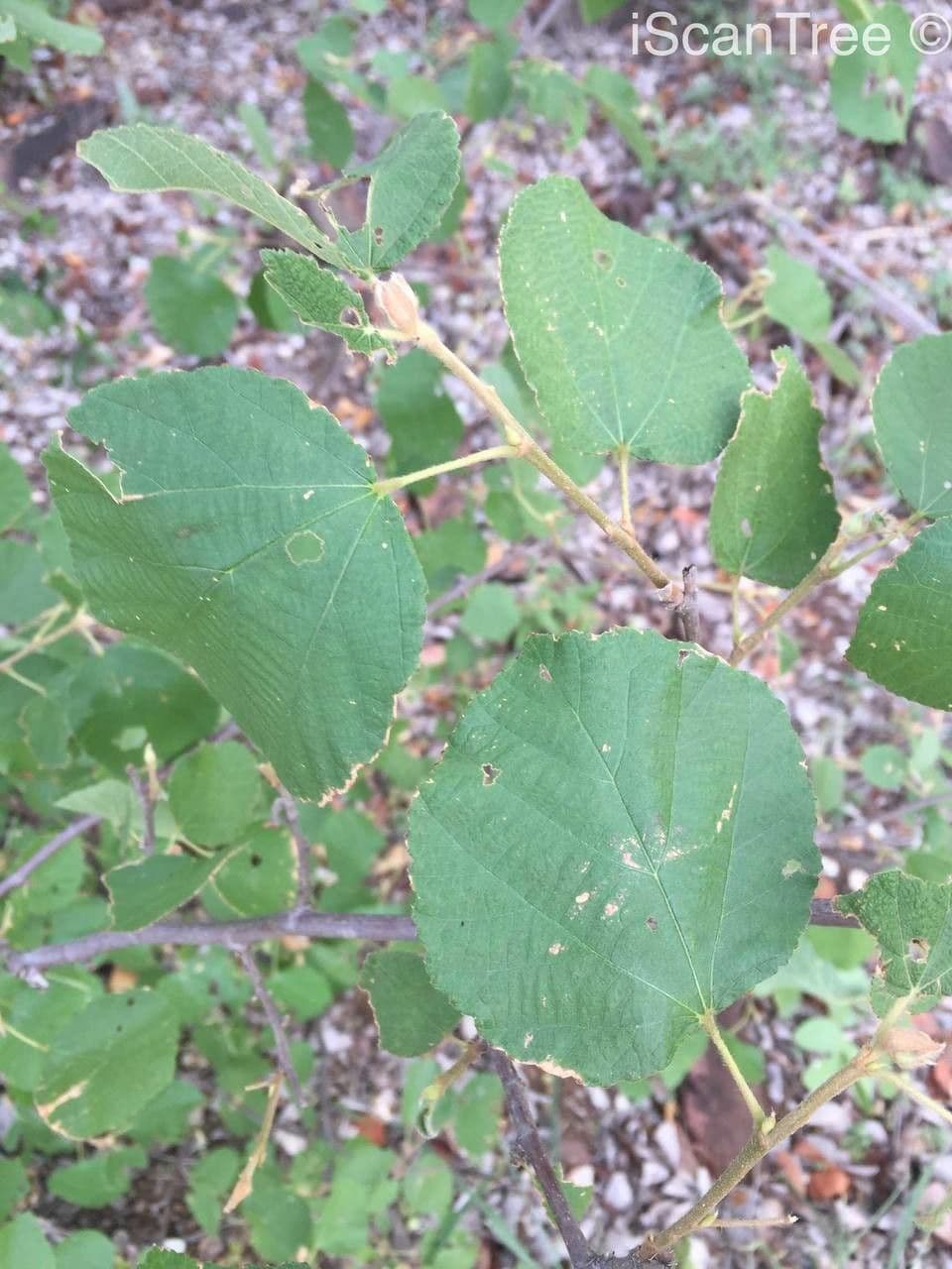 Grewia 10