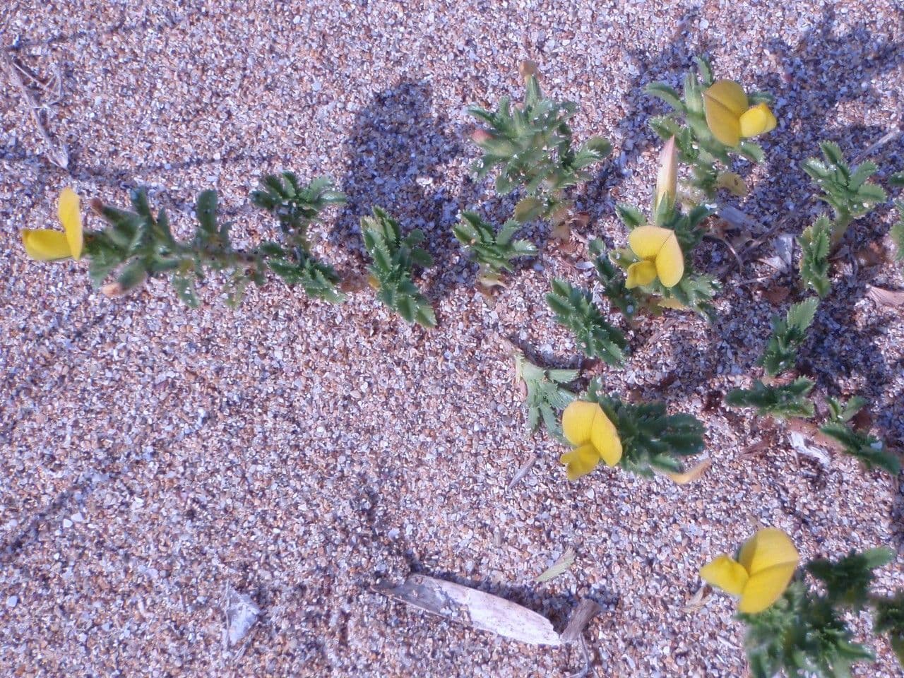 Onide variegata 26