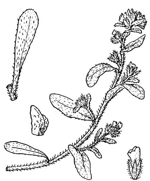 Strand-Natternkopf 21
