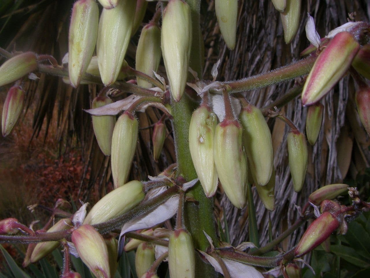 Yucca madrensis 2