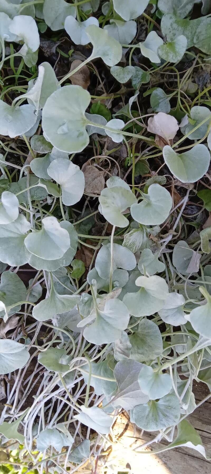 Dichondra argentea 7