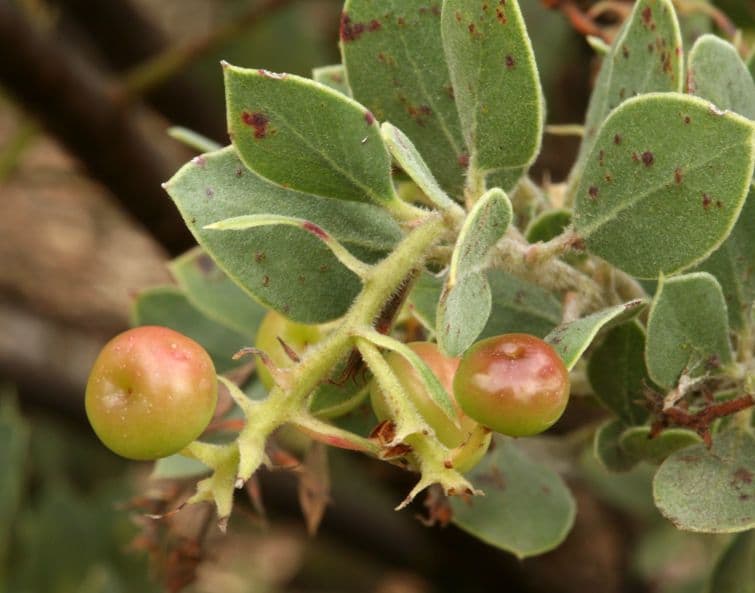 Arbutus 2