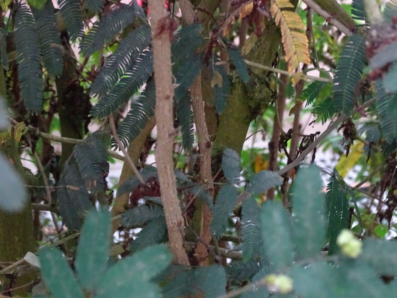 Calliandra di Tweed 16