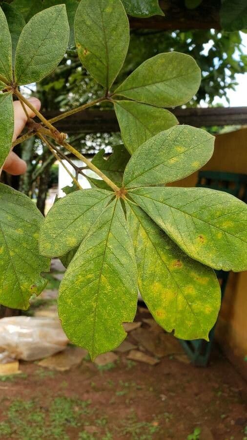 Vitex polygama 3