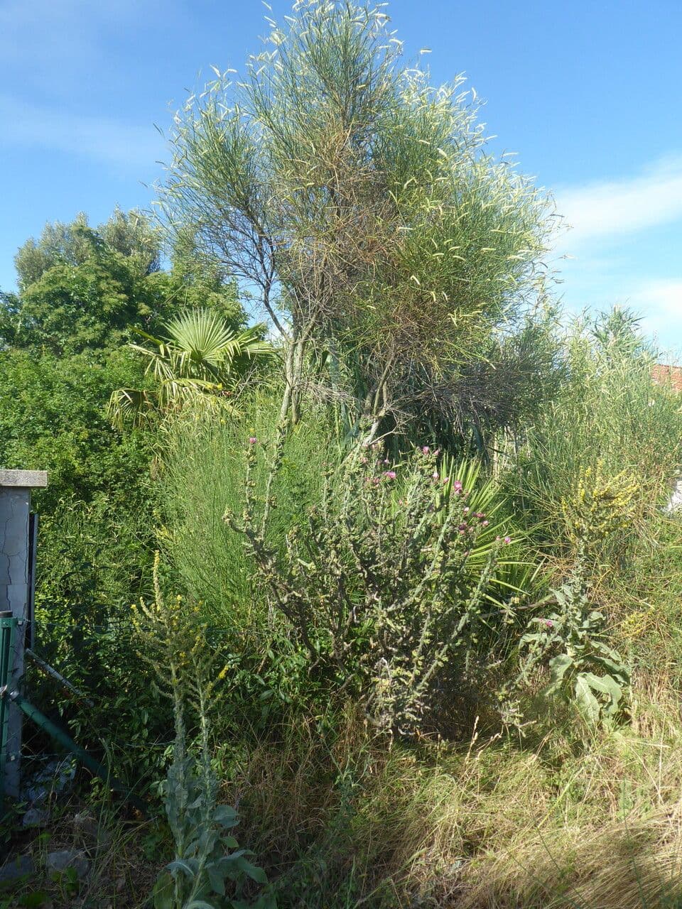 Cholla di Klein 3