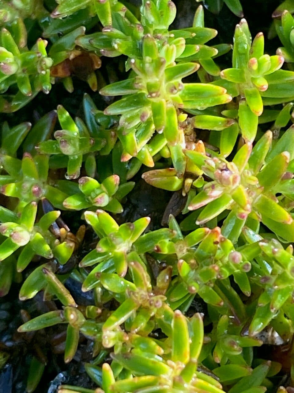 Arcytophyllum muticum 11