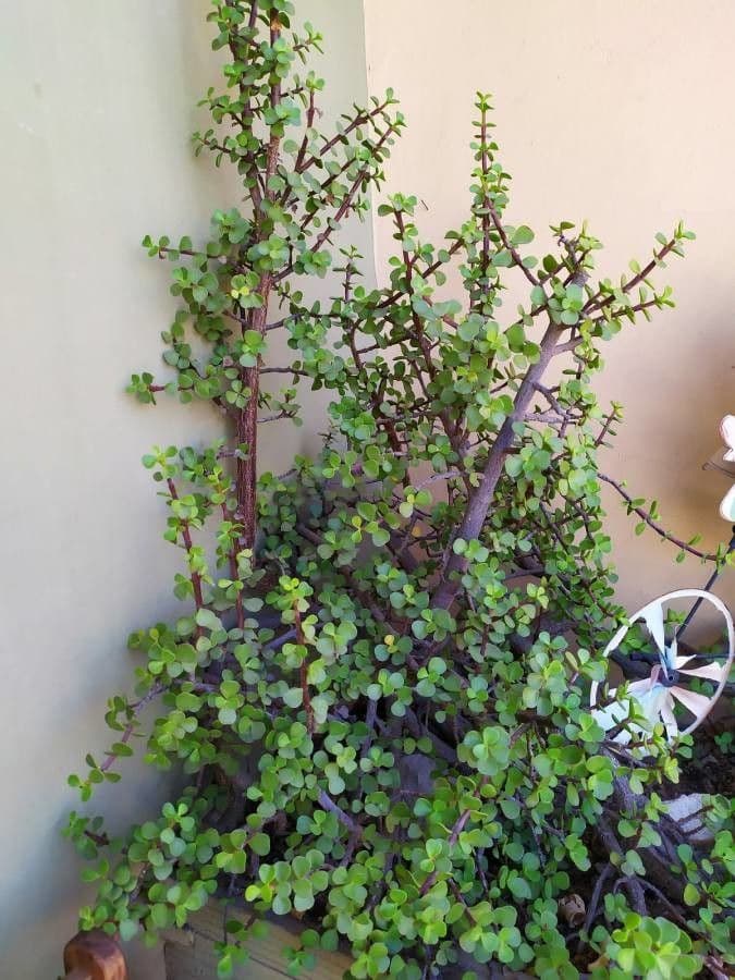 Portulacaria afra 11