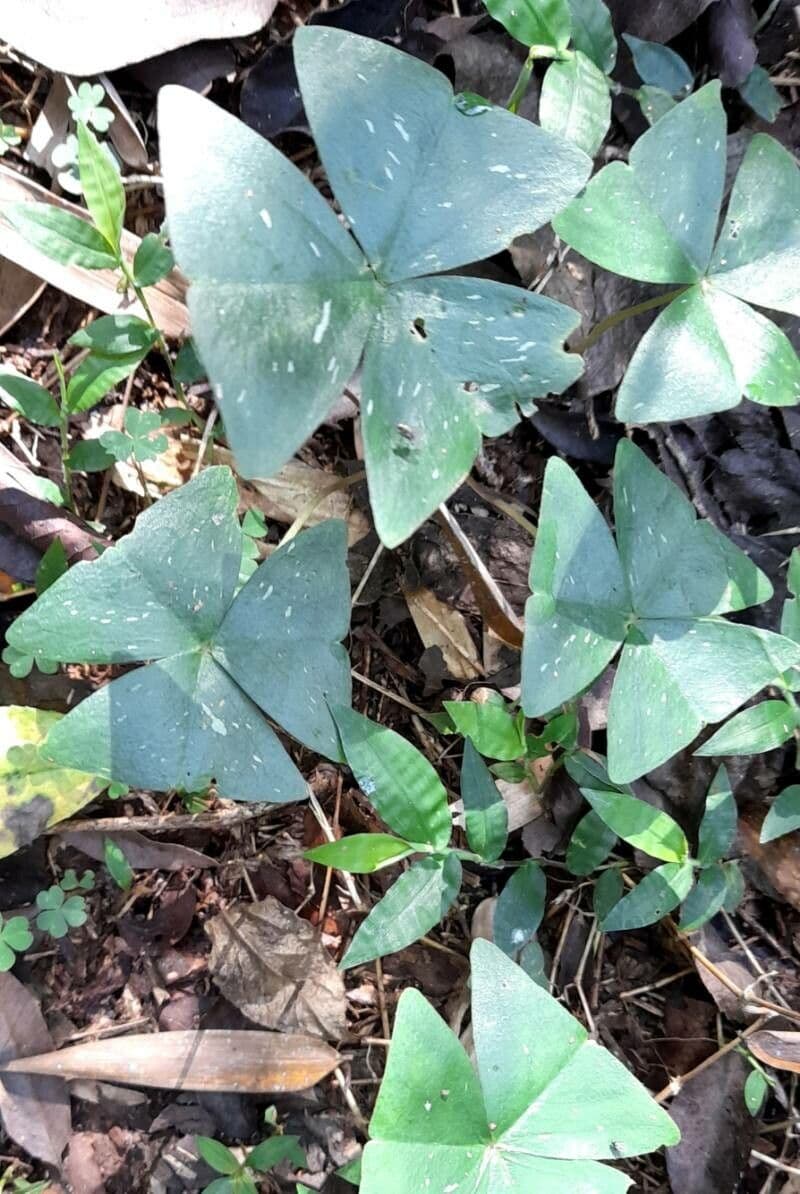 Alegría triangular 9
