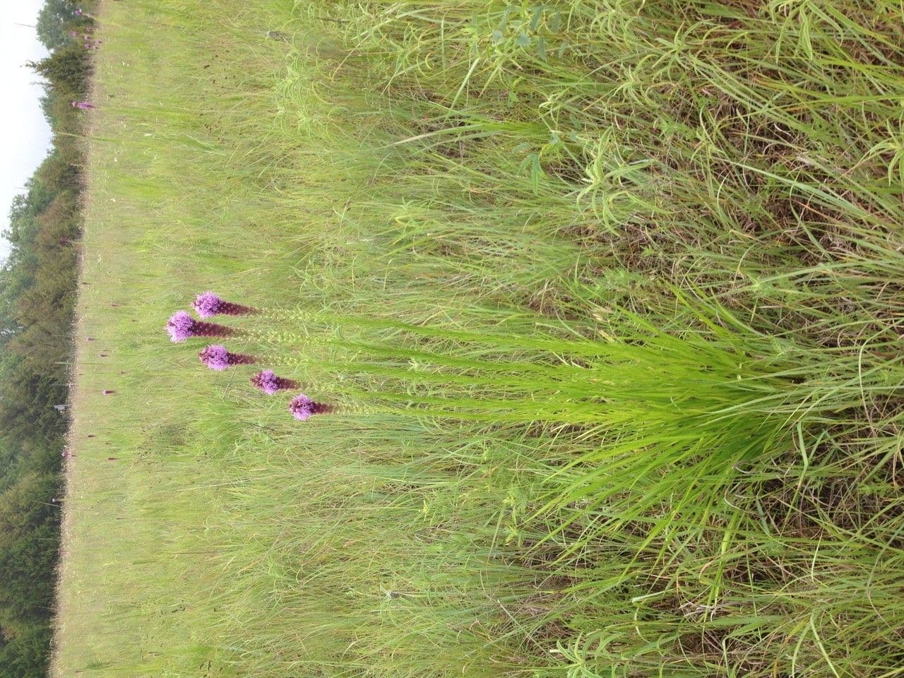 Liatris punctata 7
