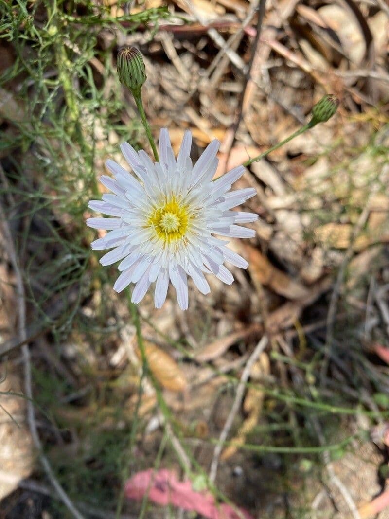Pinaropappus roseus 5