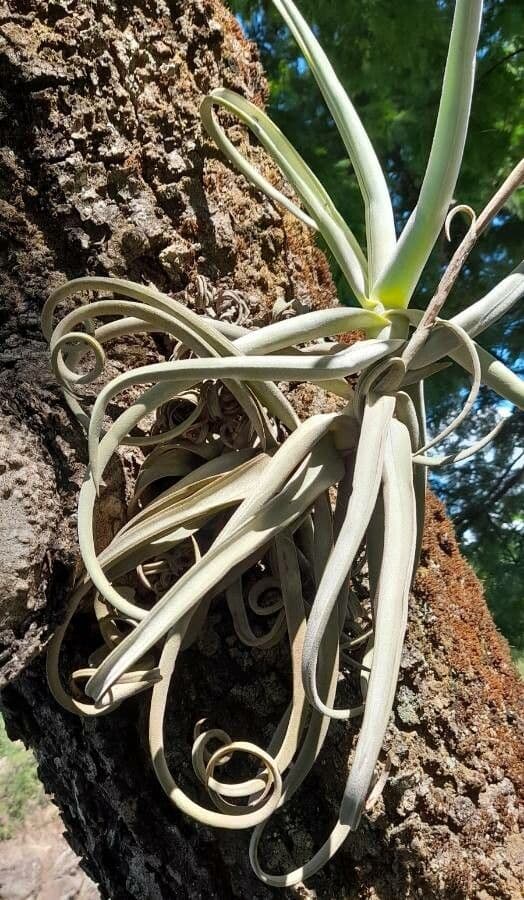 Tillandsia duratii 7