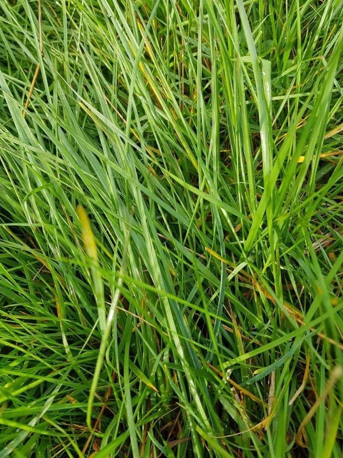 Carex di Lachenal 16