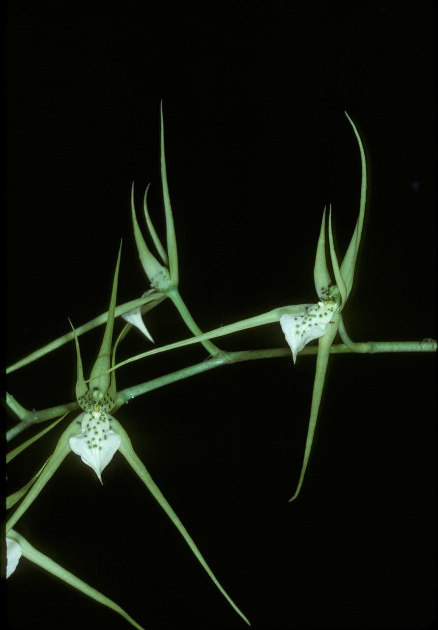 Brassia 3