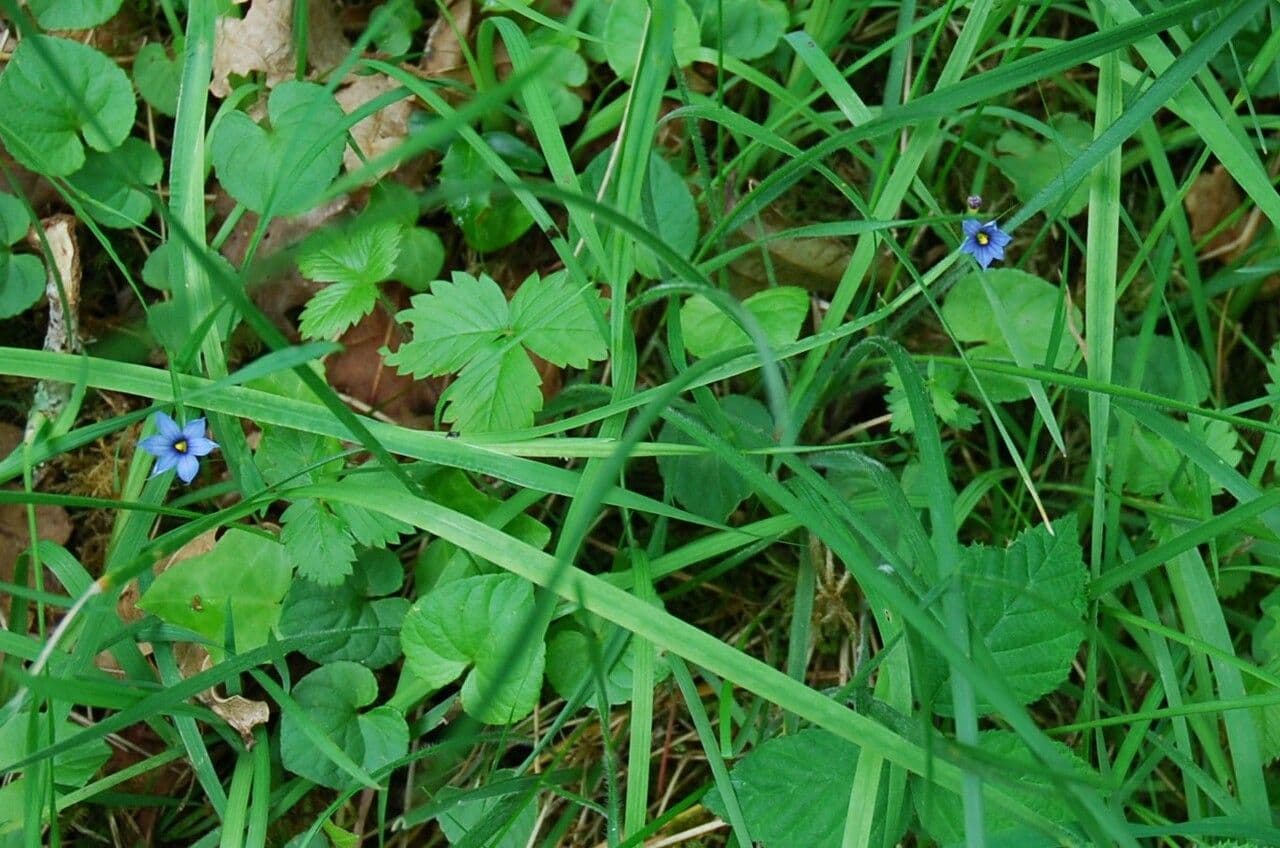Schmalblättriges Blauaugengras 19