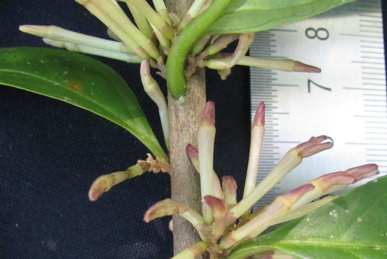 Cestrum 26