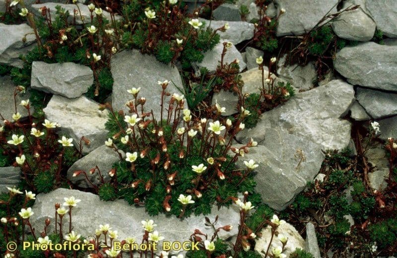 Sassifraga praetermissa 7