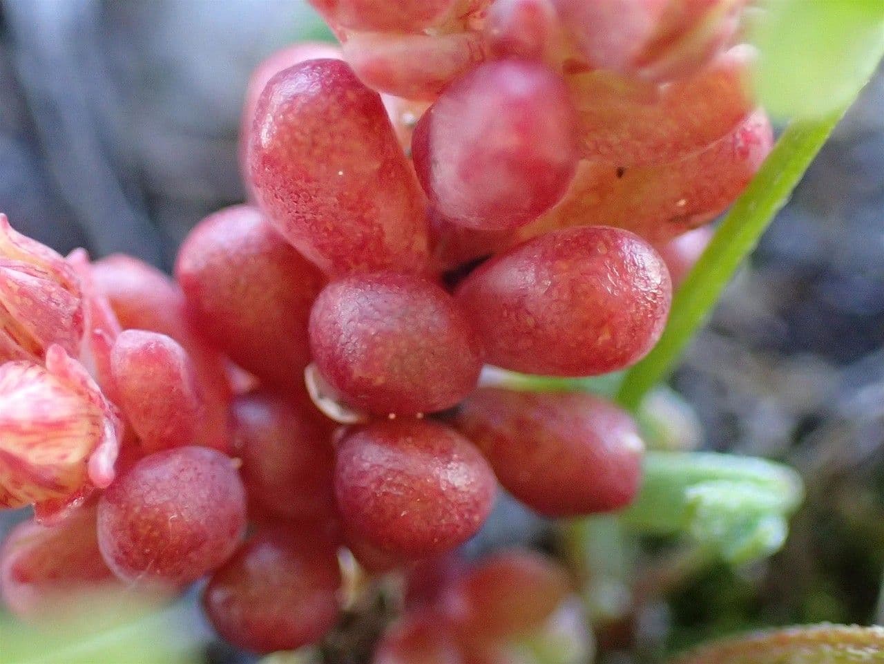 Scharfer Steinbrech 3