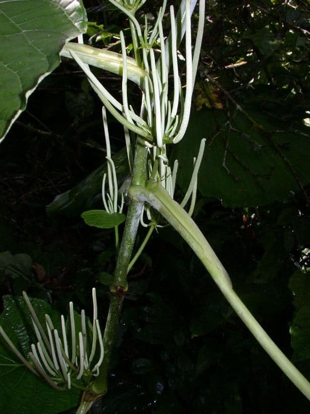 Schildblättriger Pfeffer 21