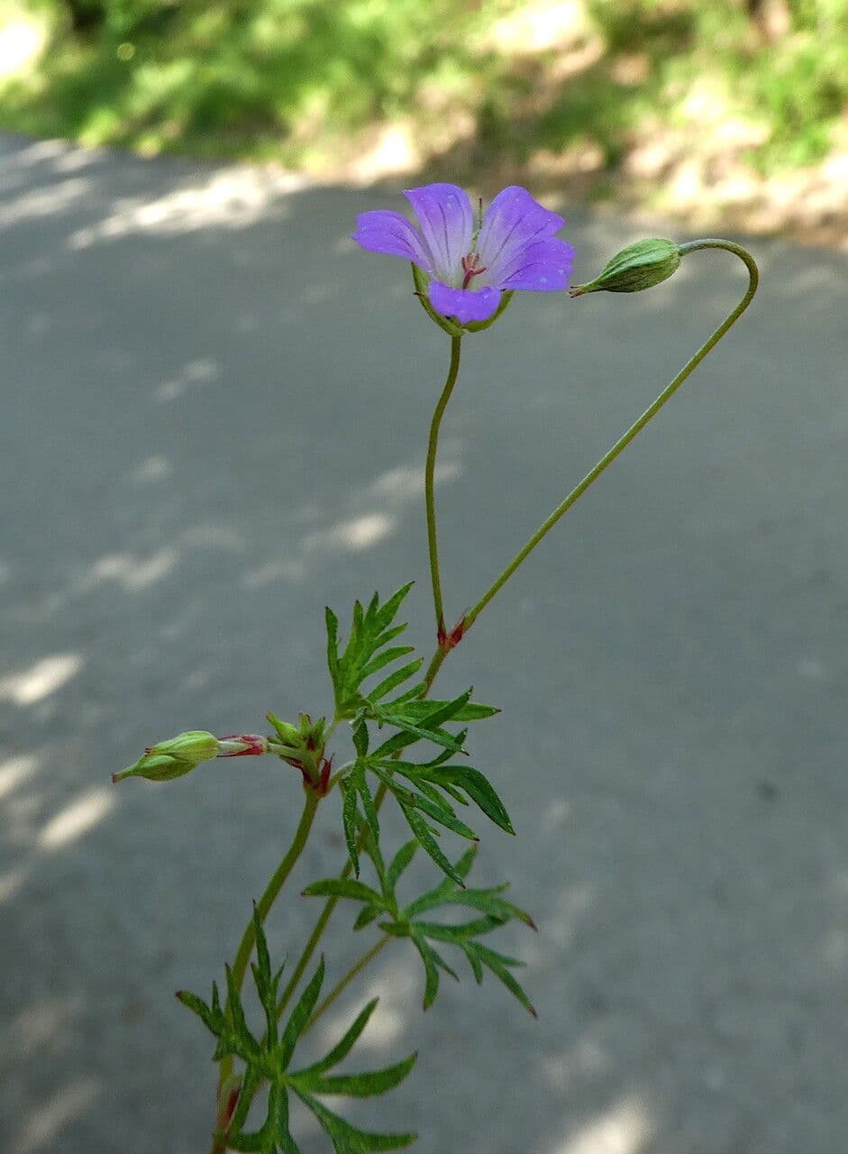 Géranium colombin 15