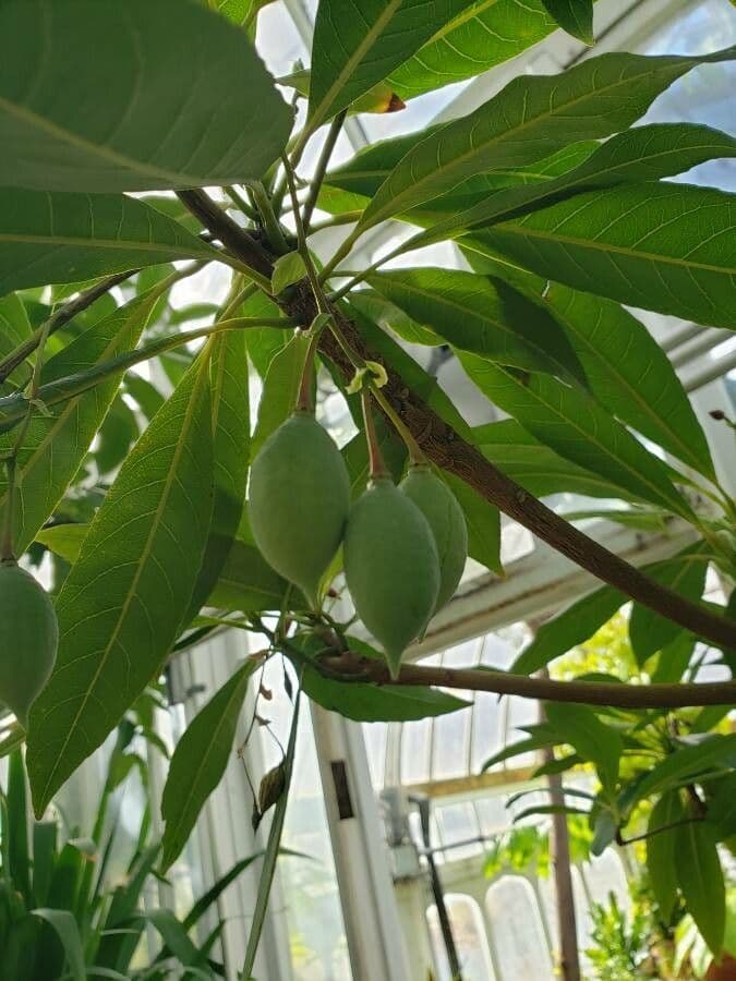 Blue Fig