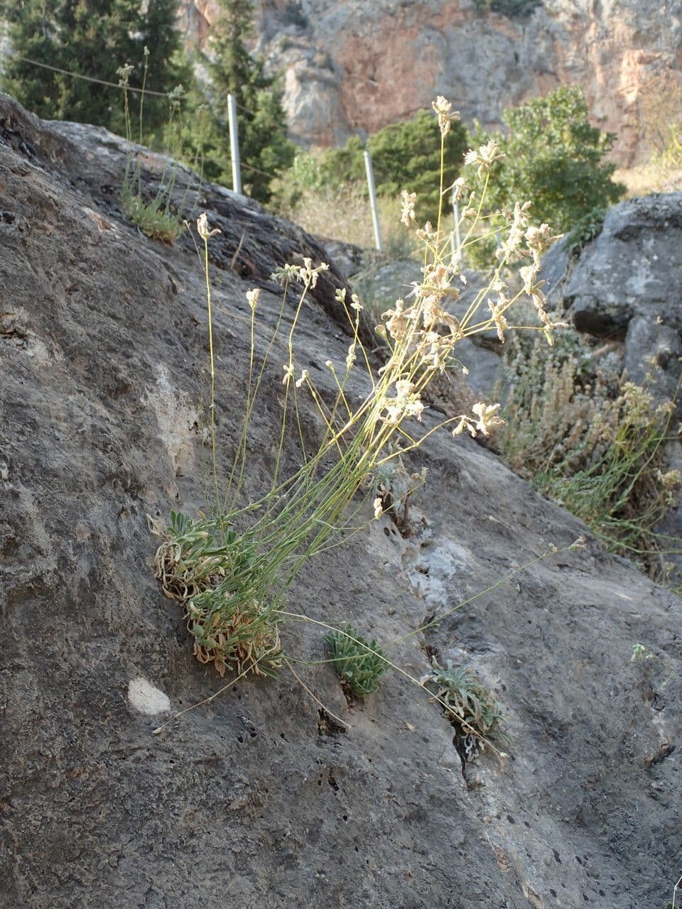 Silene agrupada 5