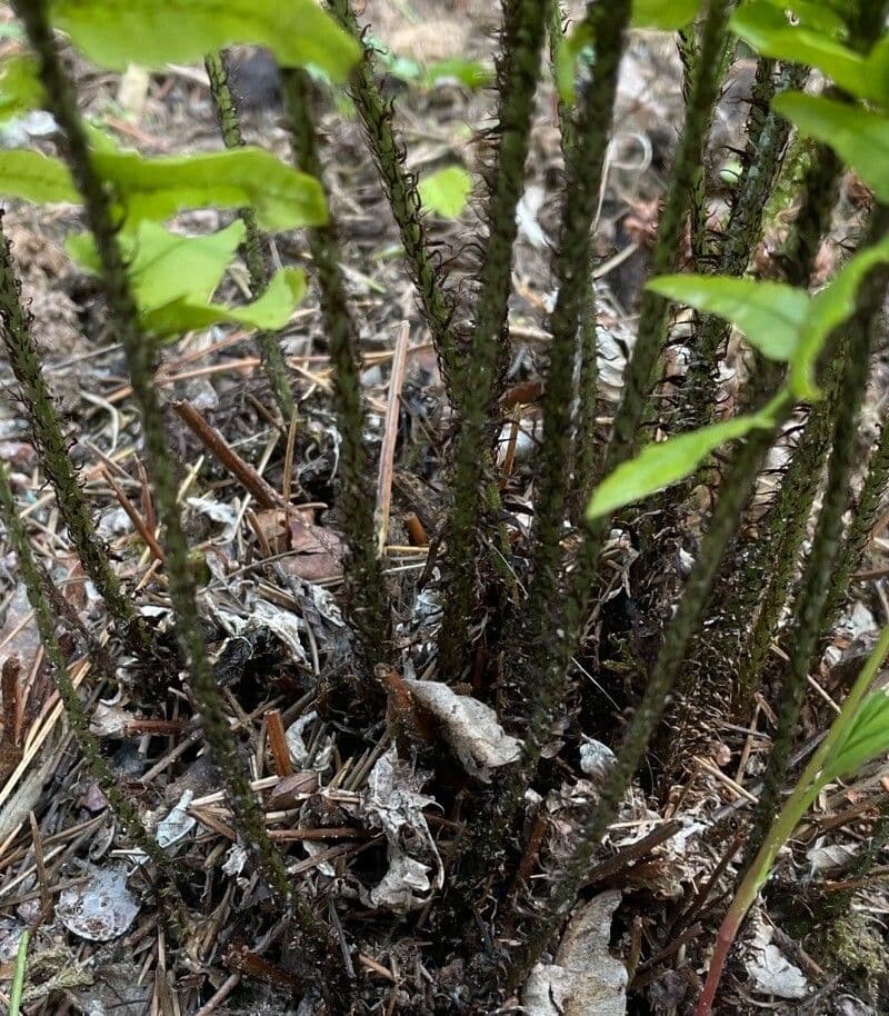 Dryopteris 3