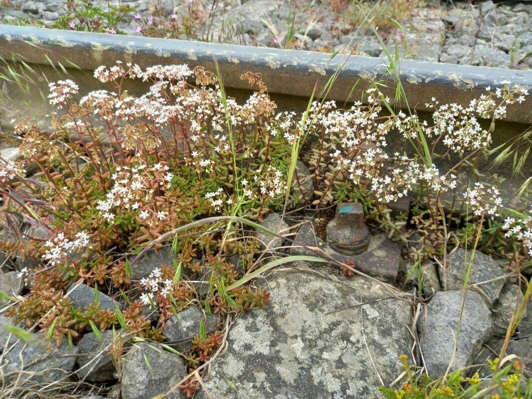 Borracina bianca 12