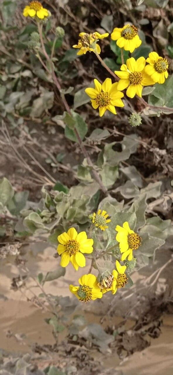 Encelia 3