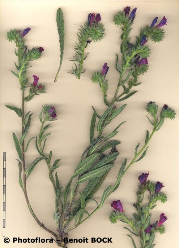 Echium cretico 22