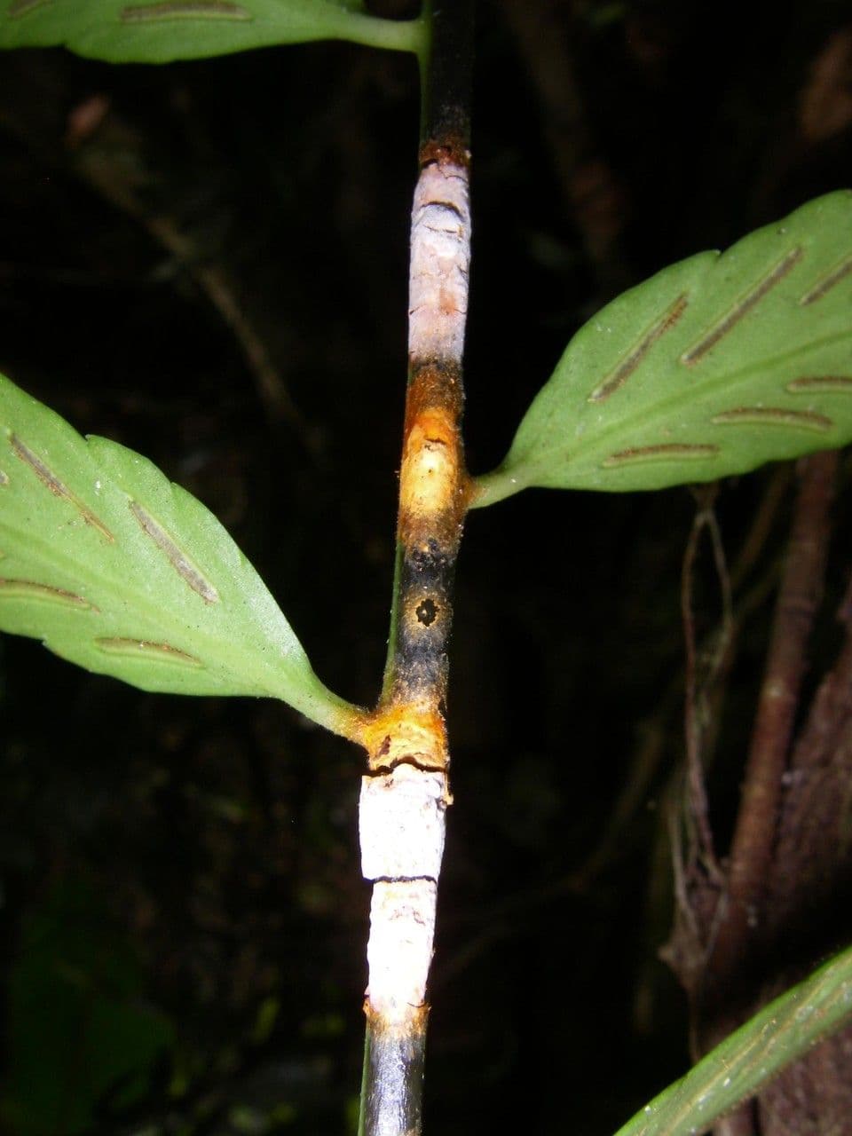 Spleénium à feuilles de noyer 8