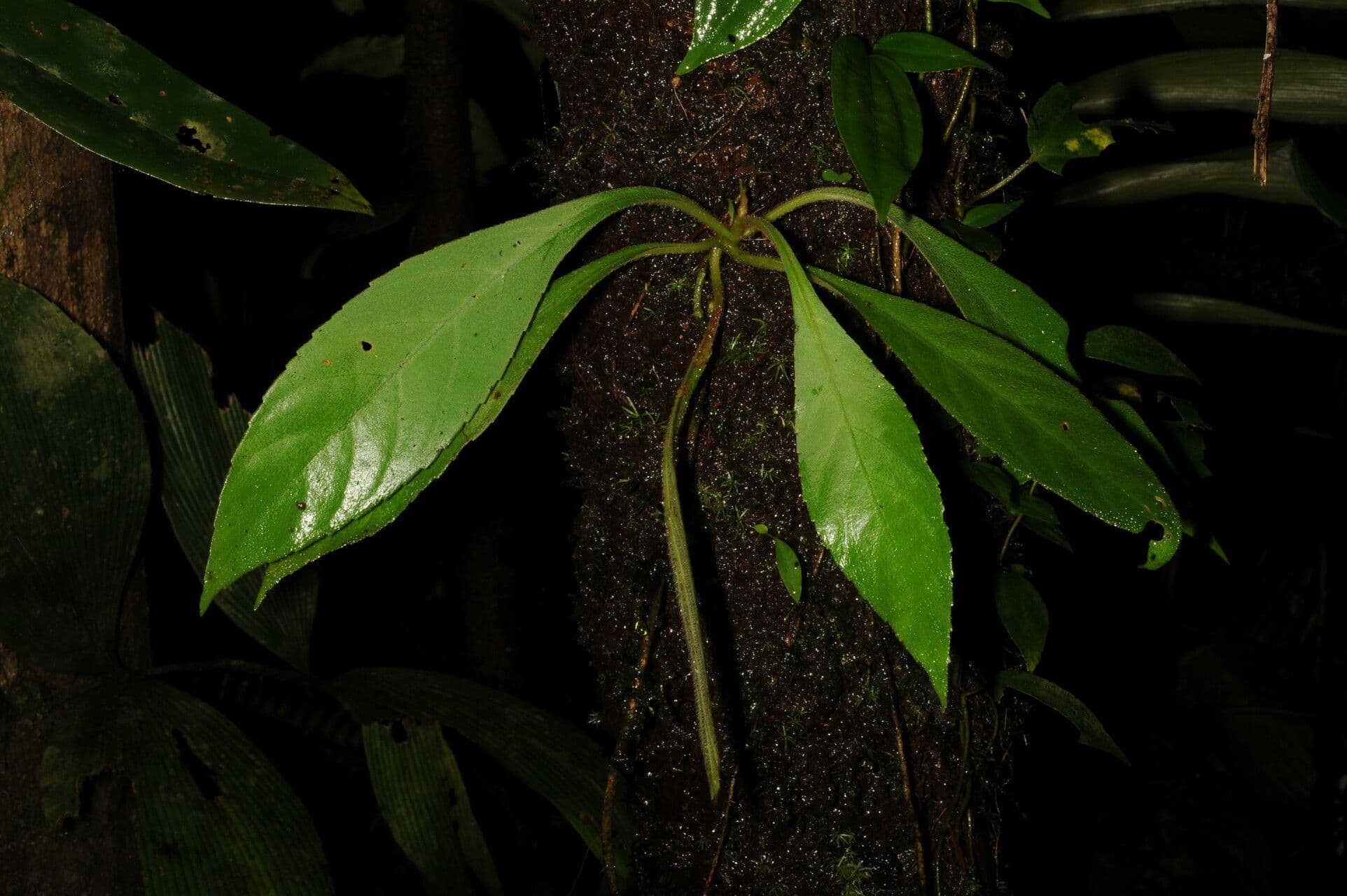 Peperomia 11