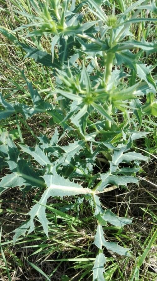 Panicaut champêtre 23