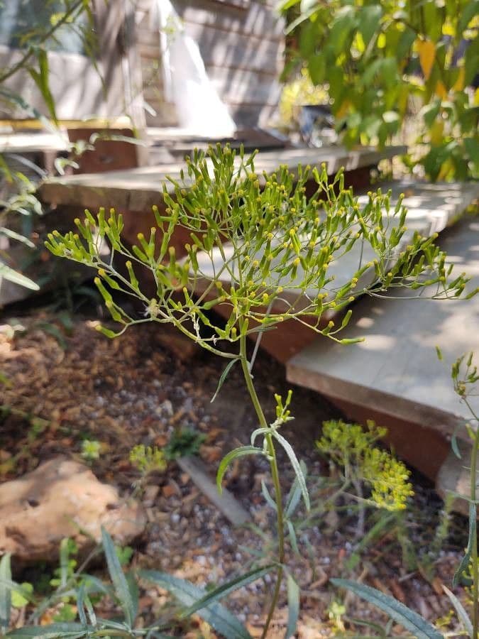 Erechtites minimo