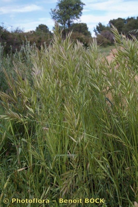 Brome lancéolé 14