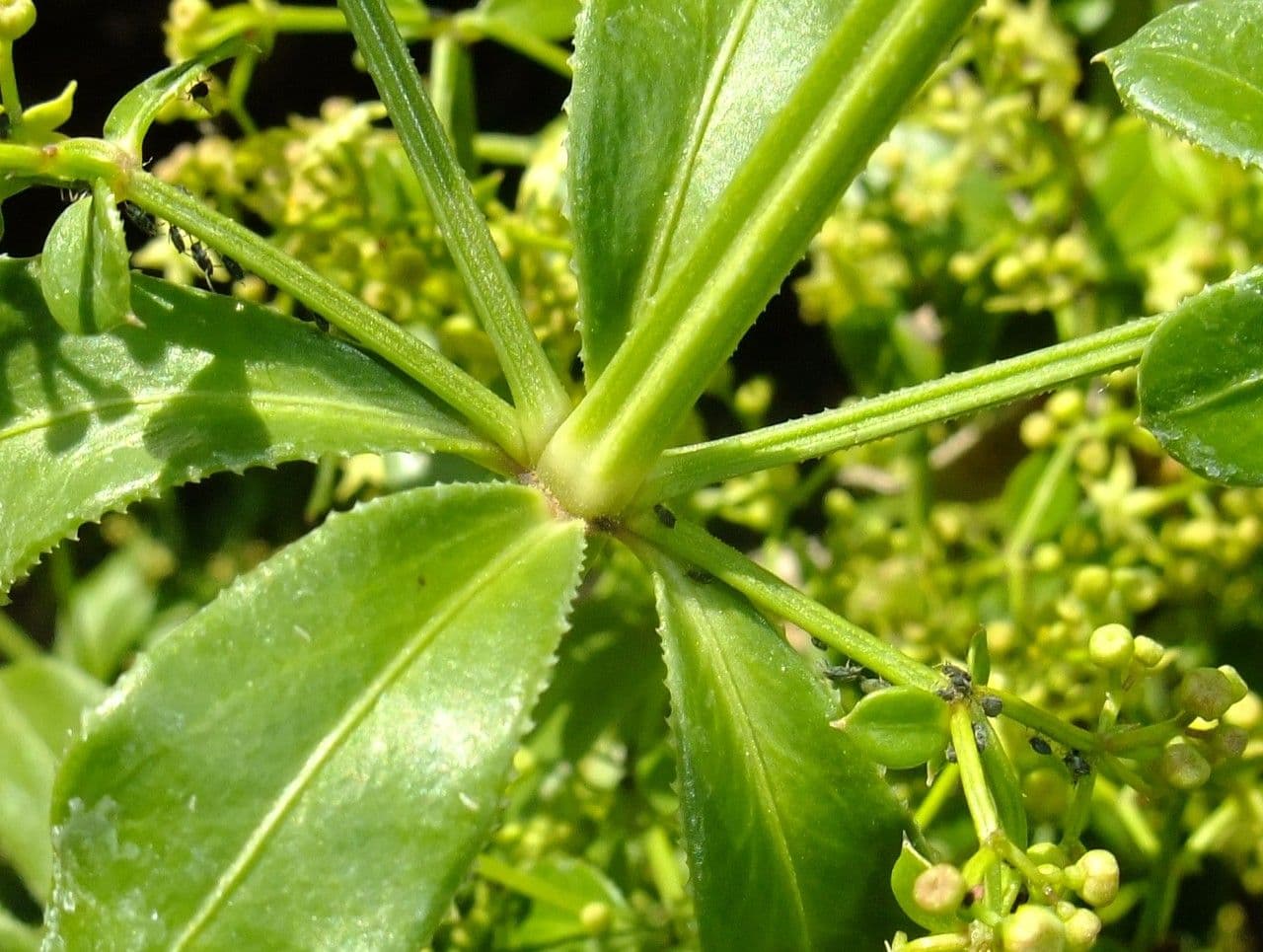 Wild madder 22