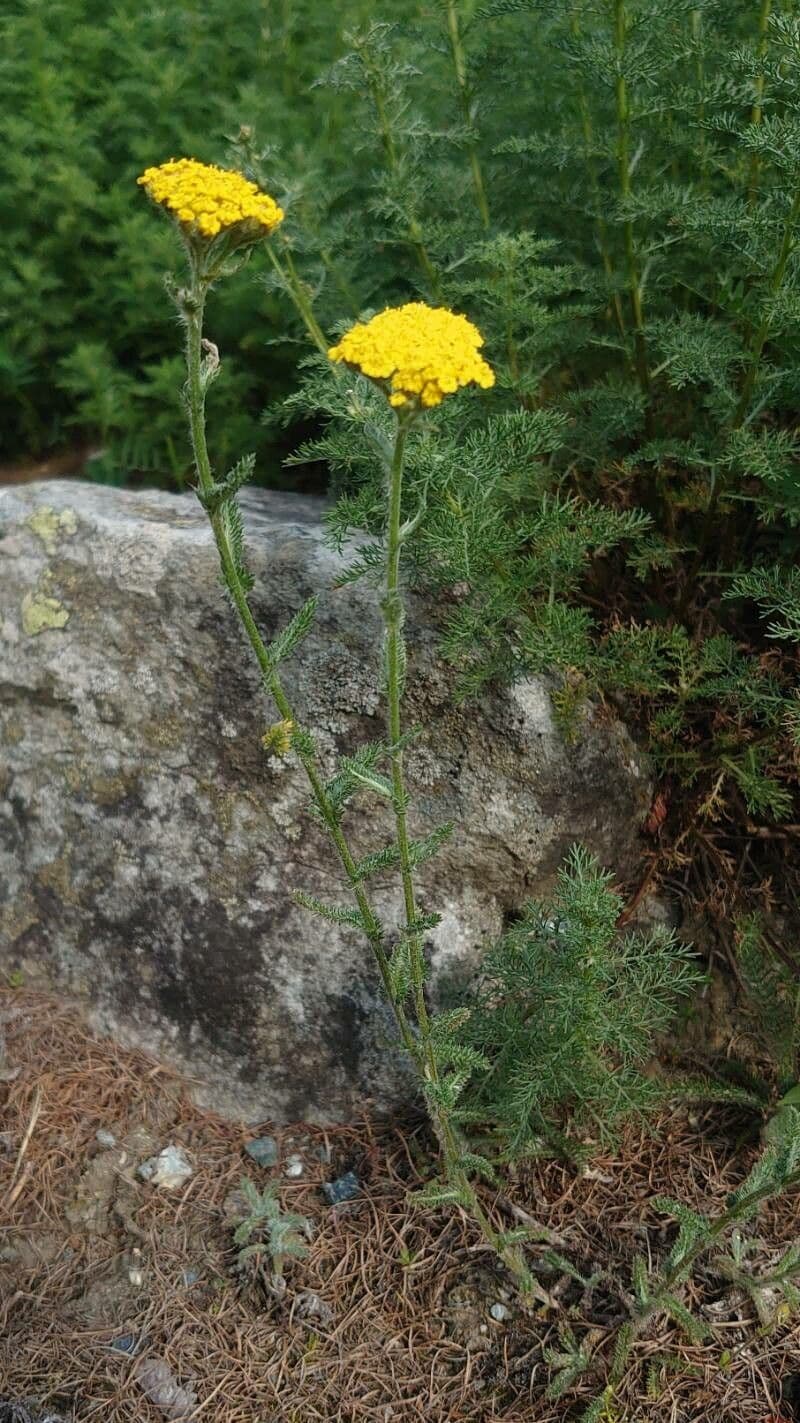 Achillea tomentosa 8